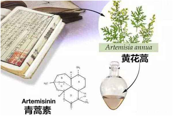 HUAQIU.COM华球体育(中国大陆)科技公司,：向中医药看齐，与世界共享中医药文化(图1)